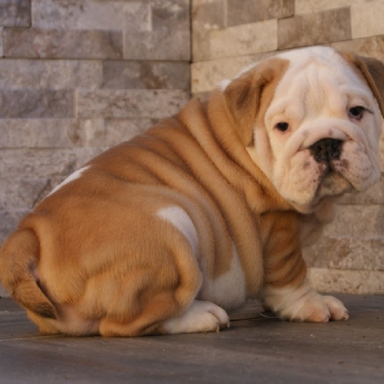 Image pour l'annonce Magnifique Chiot Bulldog Anglais mâle