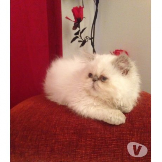 Image pour l'annonce Chaton persan femelle