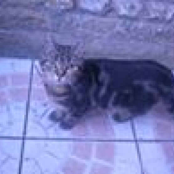 Image pour l'annonce donne chat