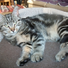 Image pour l'annonce donne chaton