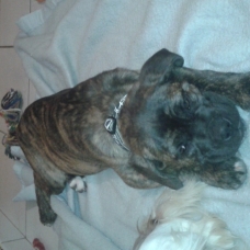 Image pour l'annonce vends cane corso 11 mois