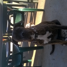 Image pour l'annonce vends cane corso 11 mois