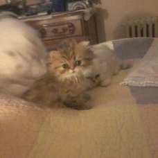 Image pour l'annonce chatons persan chinchilla et golden shaded