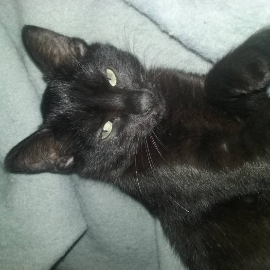 Image pour l'annonce Deux chatons noir