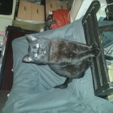 Image pour l'annonce Deux chatons noir