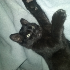 Image pour l'annonce Deux chatons noir