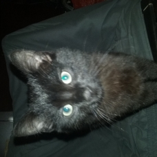 Image pour l'annonce Deux chatons noir