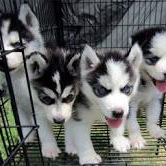 Image pour l'annonce Tres beaux chiots husky siberien