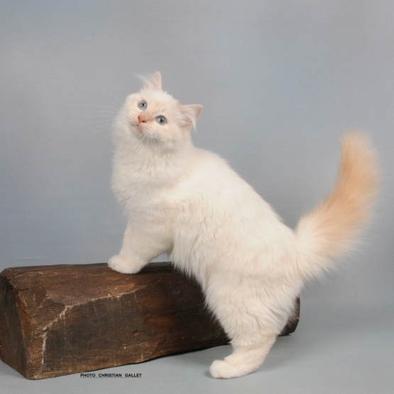 Image pour l'annonce Etalon Sacré de Birmanie