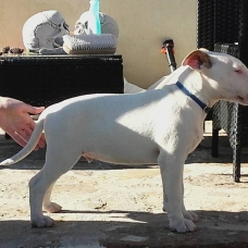 Image pour l'annonce Chiot bull terrier lof disponible de suite