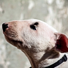 Image pour l'annonce Chiot bull terrier lof disponible de suite