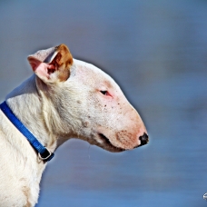 Image pour l'annonce Chiot bull terrier lof disponible de suite