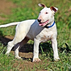 Image pour l'annonce Chiot bull terrier lof disponible de suite