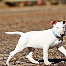 Image pour l'annonce Chiot bull terrier lof disponible de suite