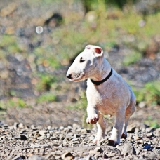 Image pour l'annonce Chiot bull terrier lof disponible de suite