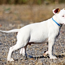 Image pour l'annonce Chiot bull terrier lof disponible de suite