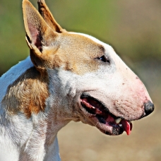Image pour l'annonce Chiot bull terrier lof disponible de suite