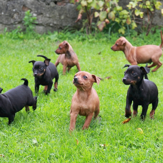 Image pour l'annonce Superbes chiots pinscher nain femelle
