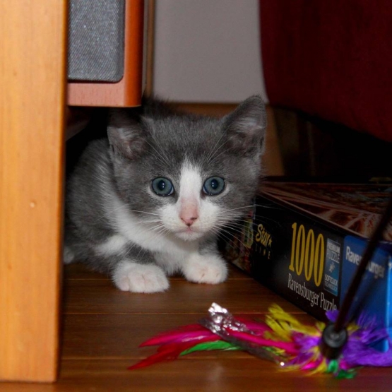 Image pour l'annonce Beau chaton à adopter