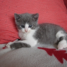 Image pour l'annonce Beau chaton à adopter