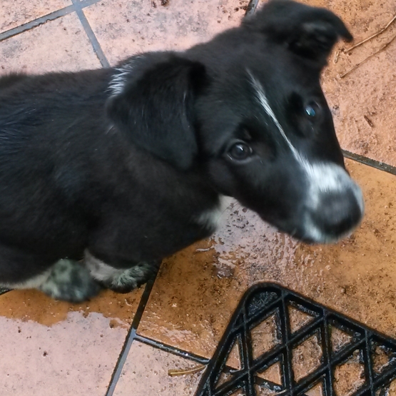 Image pour l'annonce Donne chiot croisé épagneul/collet