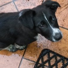 Image pour l'annonce Donne chiot croisé épagneul/collet