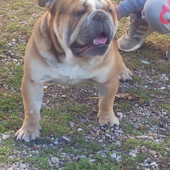 Image pour l'annonce Saillie Mâle Bouledogue Anglais