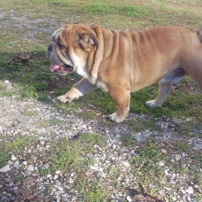 Image pour l'annonce Saillie Mâle Bouledogue Anglais