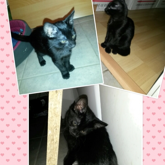 Image pour l'annonce Donne chaton (urgent)