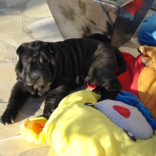 Image pour l'annonce Vend 4 chiots shar-peï LOF