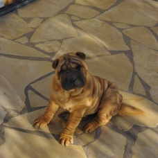 Image pour l'annonce Vend 4 chiots shar-peï LOF
