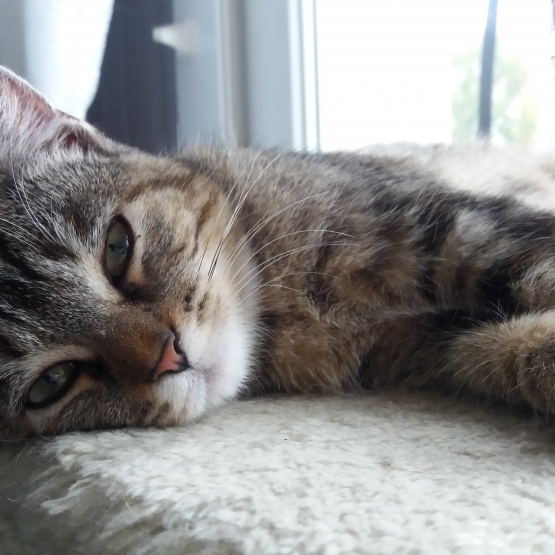 Image pour l'annonce Donne chaton femelle 6mois