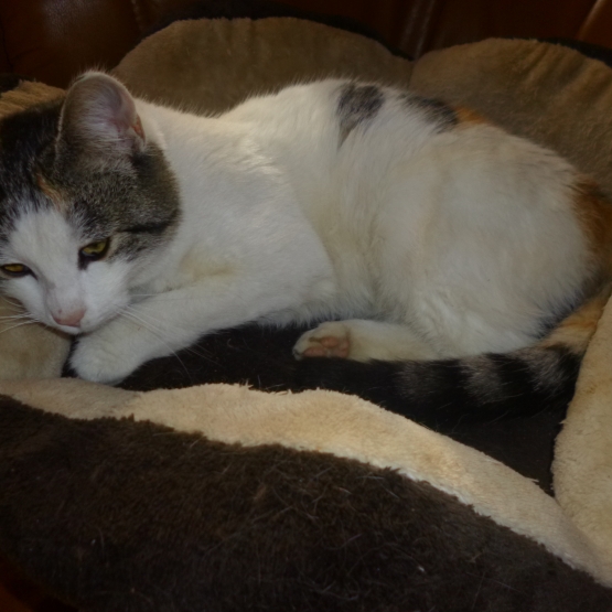 Image pour l'annonce DONNE PETITE CHATTE