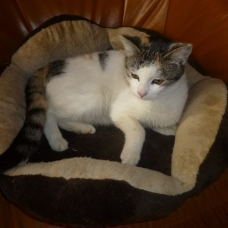 Image pour l'annonce DONNE PETITE CHATTE