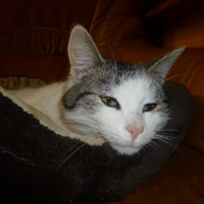 Image pour l'annonce DONNE PETITE CHATTE