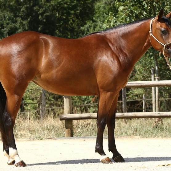 Image pour l'annonce TOP HONEY CHEX Très Belle Jument Quarter Horse de 2 ans
