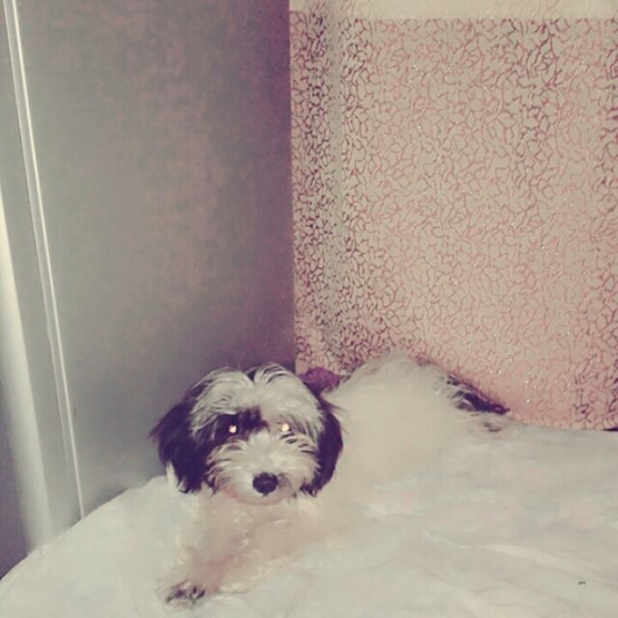 Image pour l'annonce Chiot male caniche