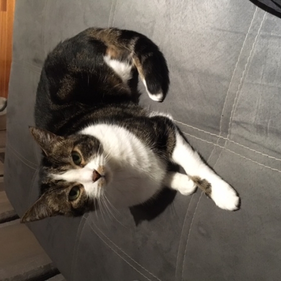 Image pour l'annonce donne chatte noire blanche tigrée