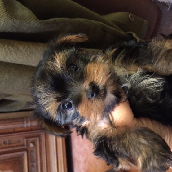 Image pour l'annonce vend yorkshire terrier