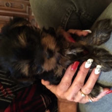 Image pour l'annonce vend yorkshire terrier