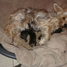 Image pour l'annonce vend yorkshire terrier
