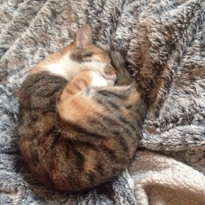 Image pour l'annonce Petite femelle un an à adopter