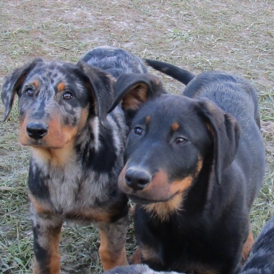 Image pour l'annonce Beaux chiots beaucerons LOF à réserver