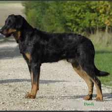 Image pour l'annonce Beaux chiots beaucerons LOF à réserver