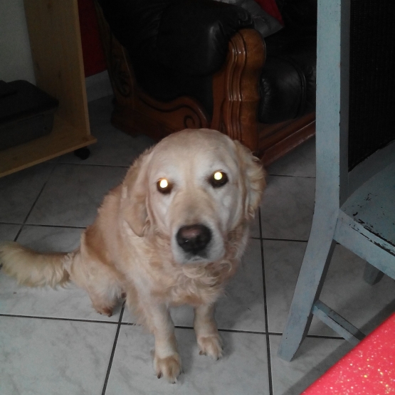 Image pour l'annonce Donne golden retriever femelle