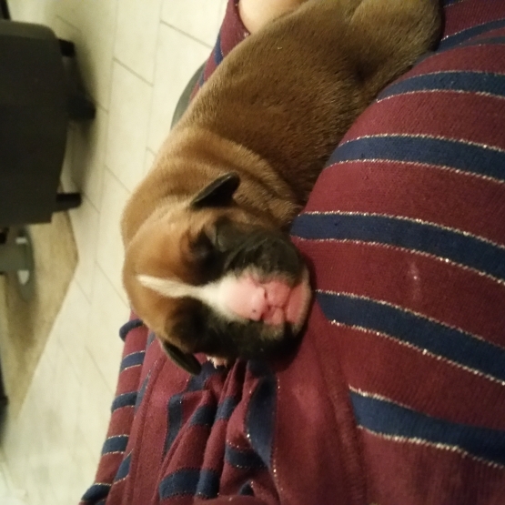 Image pour l'annonce Vend Adorables Bébés Boxer Femelles