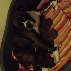 Image pour l'annonce Vend Adorables Bébés Boxer Femelles