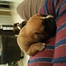 Image pour l'annonce Vend Adorables Bébés Boxer Femelles