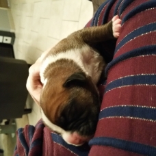 Image pour l'annonce Vend Adorables Bébés Boxer Femelles