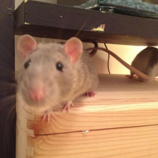 Image pour l'annonce A donner deux rats adorables